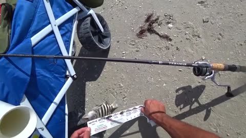 a pesca anche un bel drum fish oltre agli sheepshead pescati tutti con gli shrimp.f270_part5