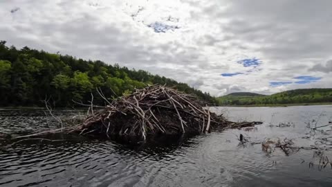 Beaver Lodge