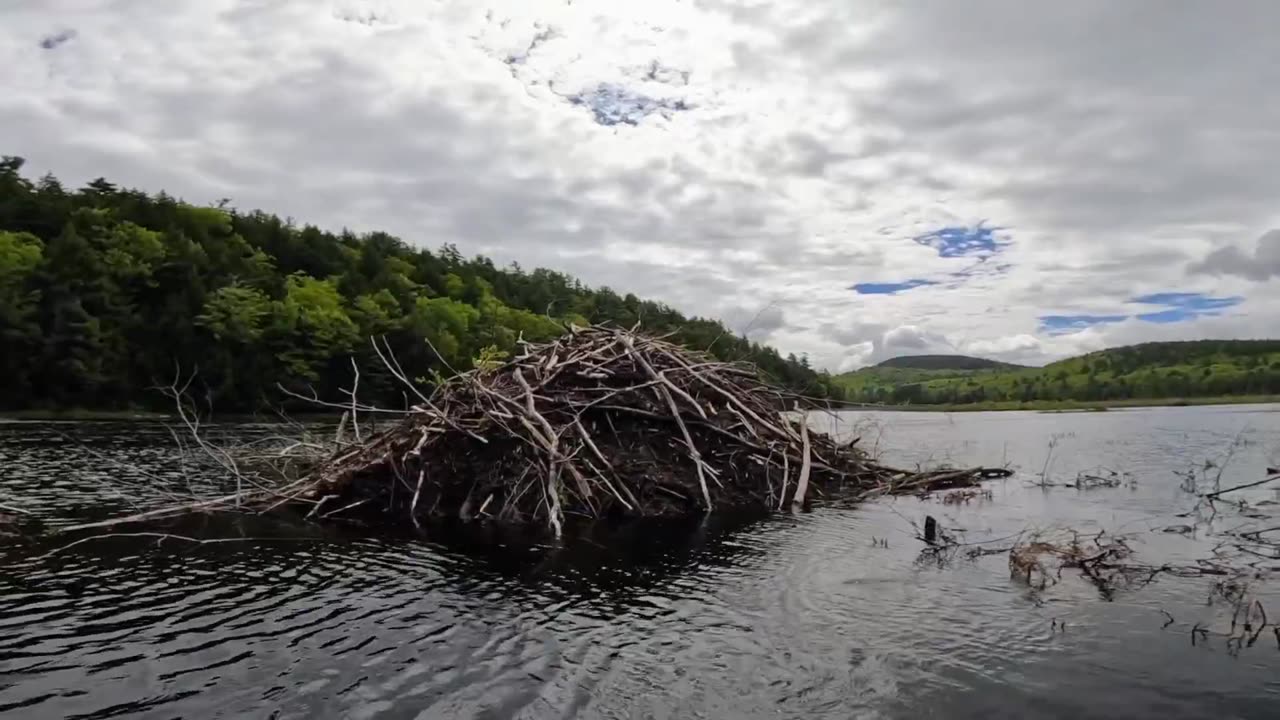 Beaver Lodge