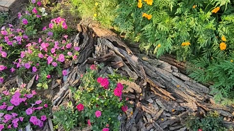 2025 is proving to be a Dreadful year for Petunias in the Wastelands of Michigan.