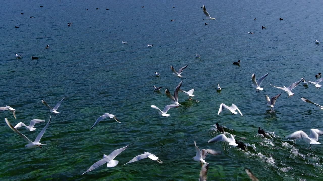 Flock of birds flying