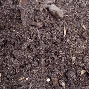 2 Harvests in 1 Space: Parsnips & Radish #sowingparsnips #interplanting