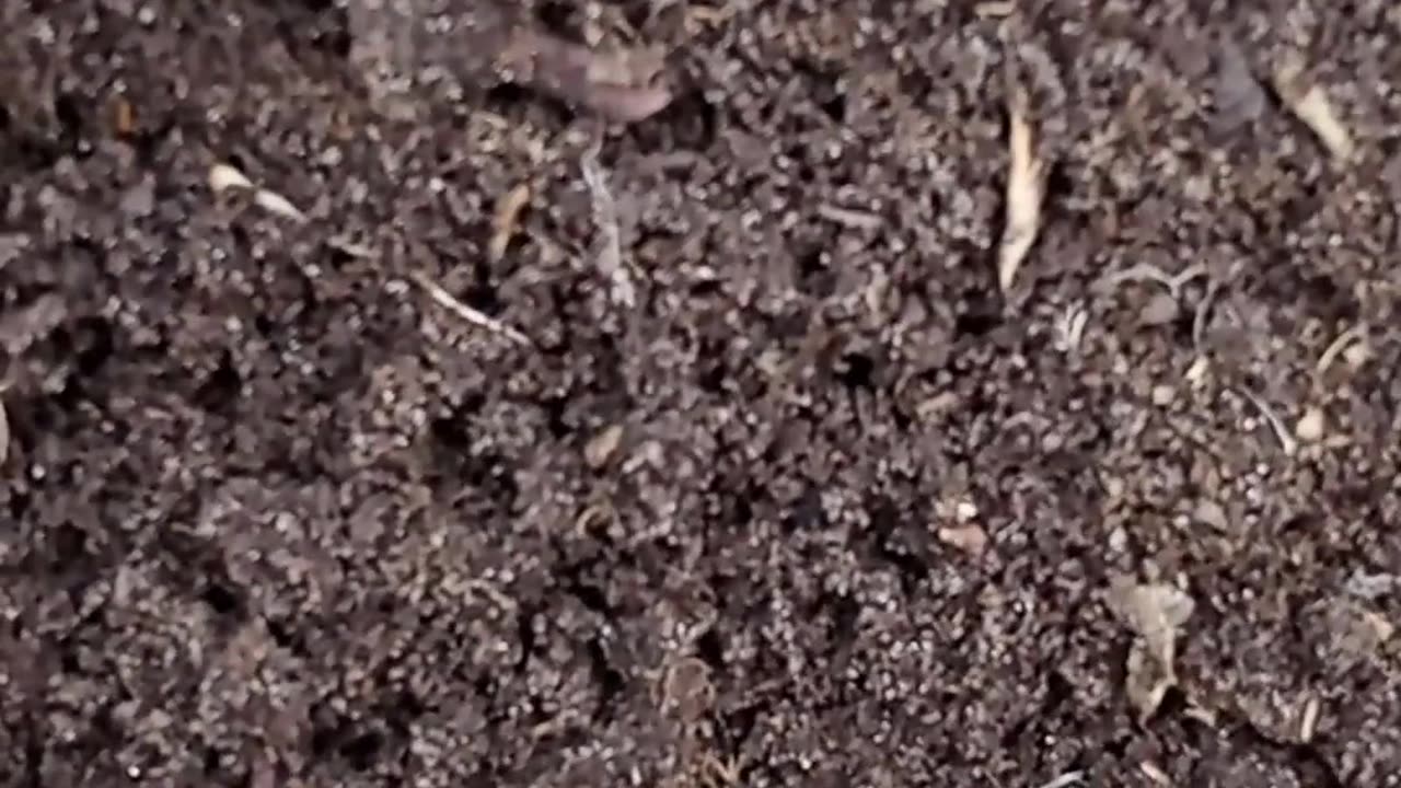 2 Harvests in 1 Space: Parsnips & Radish #sowingparsnips #interplanting