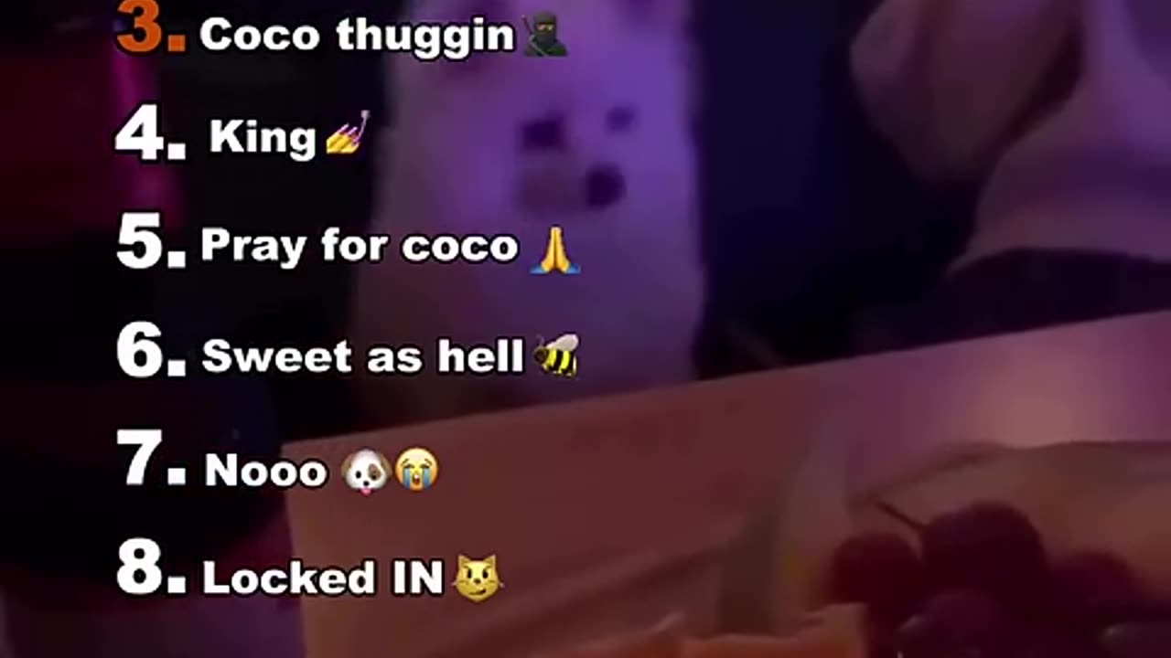 Dogs who forgot they’re dogs😂