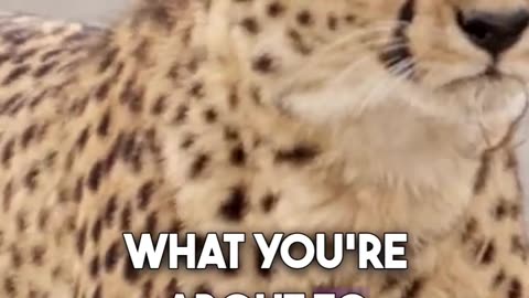 "Why This Cheetah is Purring Before a Supercar Race!"