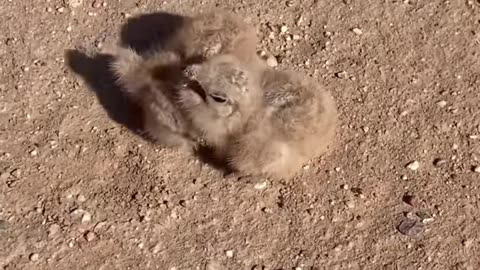 Match the interesting birds with appropriate music