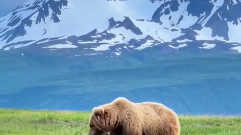 Mother Bear and Her Cubs: A Heartwarming Wildlife Moment