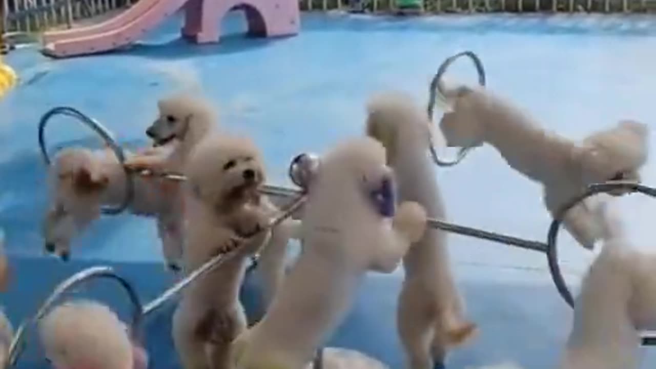 play dogs