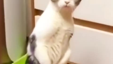 misterbaz