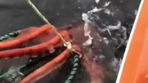 Kraken in RL