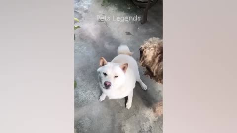 Funniest Animals || New Funny Cats and Dogs Videos|| 😻🐶 Part 1