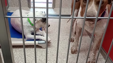 Cecily 6y A868467 Panda 3y A857167 kennel 53 pod 2 PACC shelter VID_20250507_151442988
