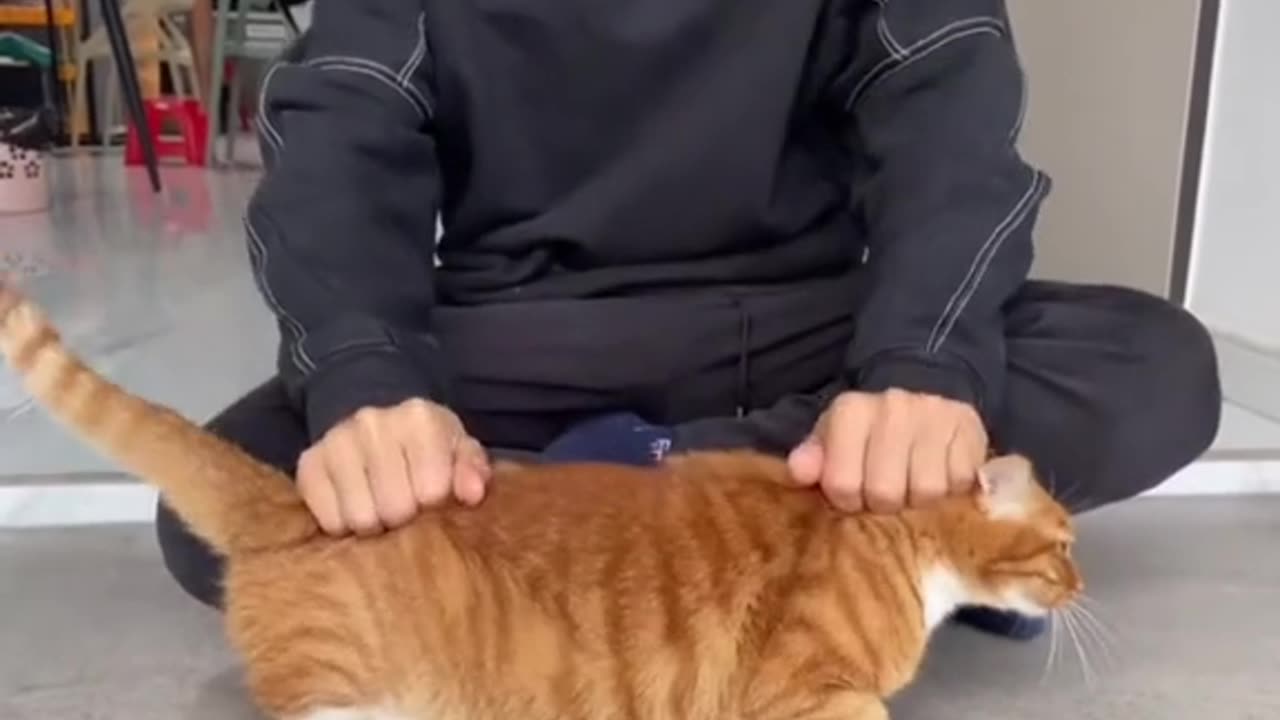 Orange cat things