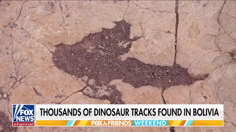 The world’s largest dinosaur track site, possibly 66 million years old, has been discovered
