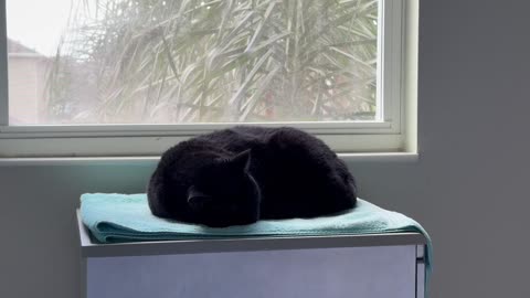 Cute Precious Piper is a Perfect Round Loaf - My Adopted Shelter Cat Vlog