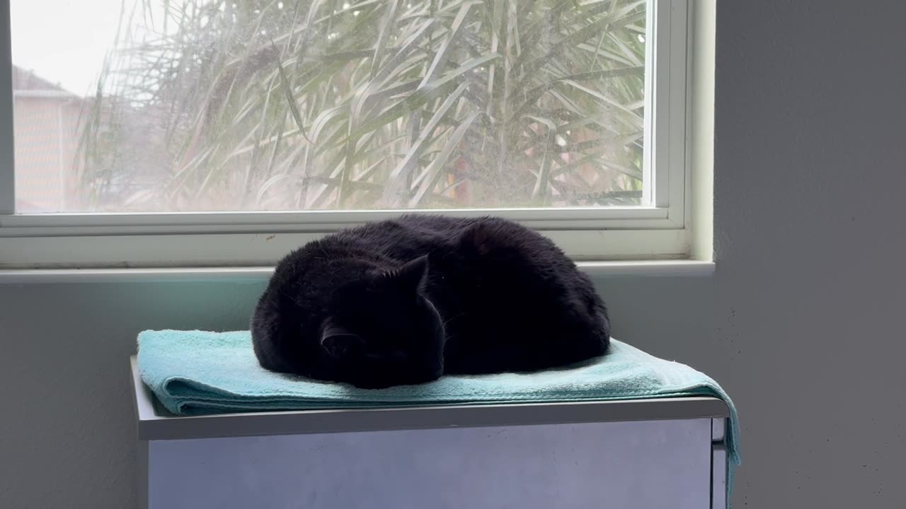 Cute Precious Piper is a Perfect Round Loaf - My Adopted Shelter Cat Vlog