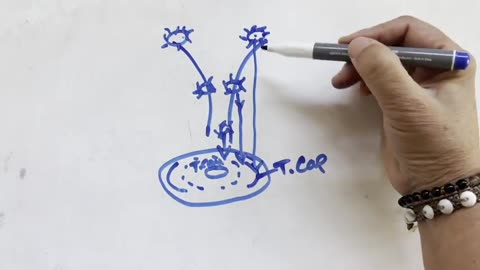 Earth's Torus Field Mechanics (Advanced) - How 24hr Antarctica Sun Could Actually Work