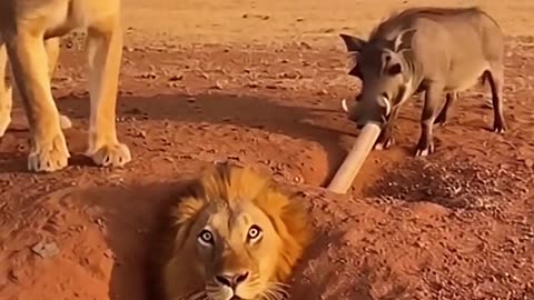 Warthog Blocks Stuck Lion in Burrow