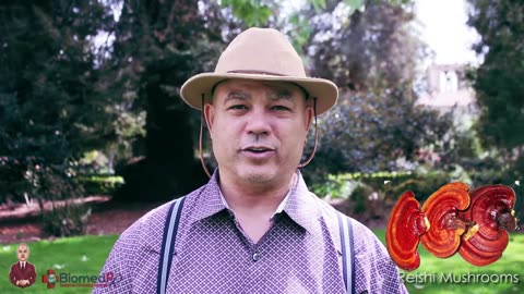 Reishi Mushroom - Ganoderma Lucidum - Ling Chi