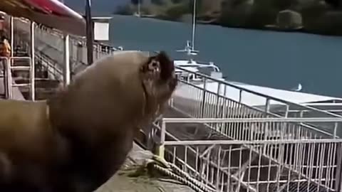 😂🐬 Sea Lion People Need Me! | FunFM