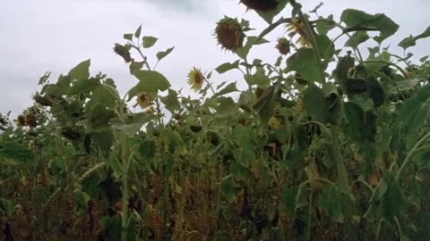 Prime cut. Lee Marvin gene Hackman 1972 HD