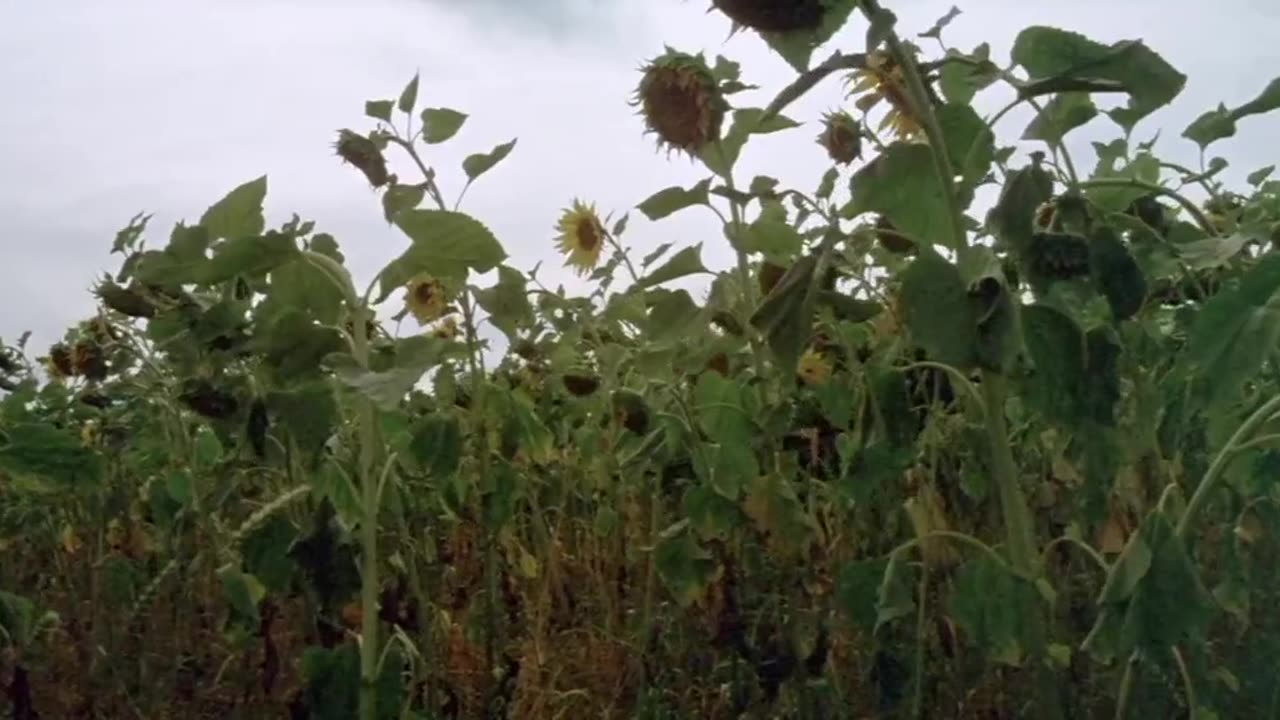 Prime cut. Lee Marvin gene Hackman 1972 HD