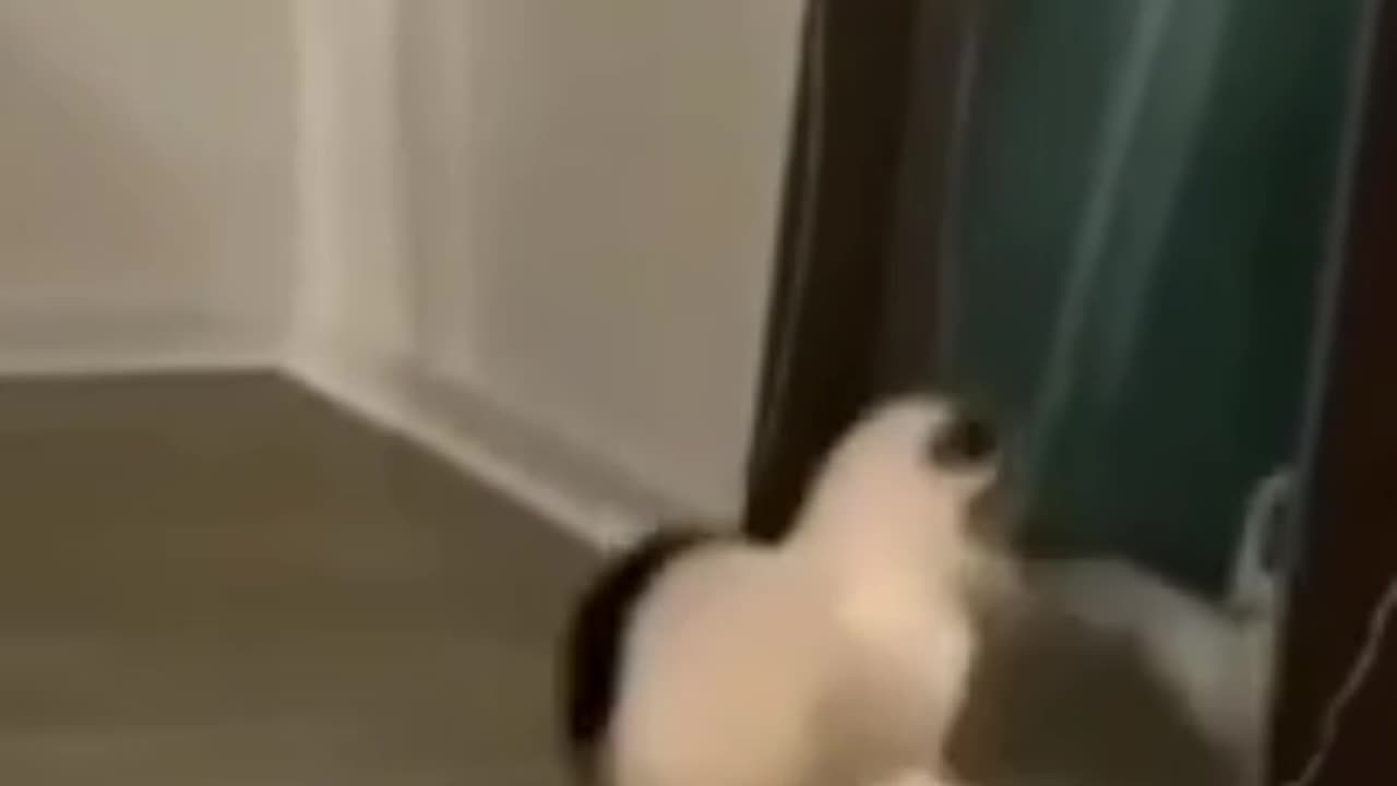 Scared Cat 🐈🤣