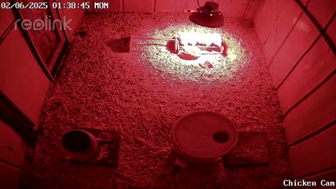Millar Time Chicken Cam