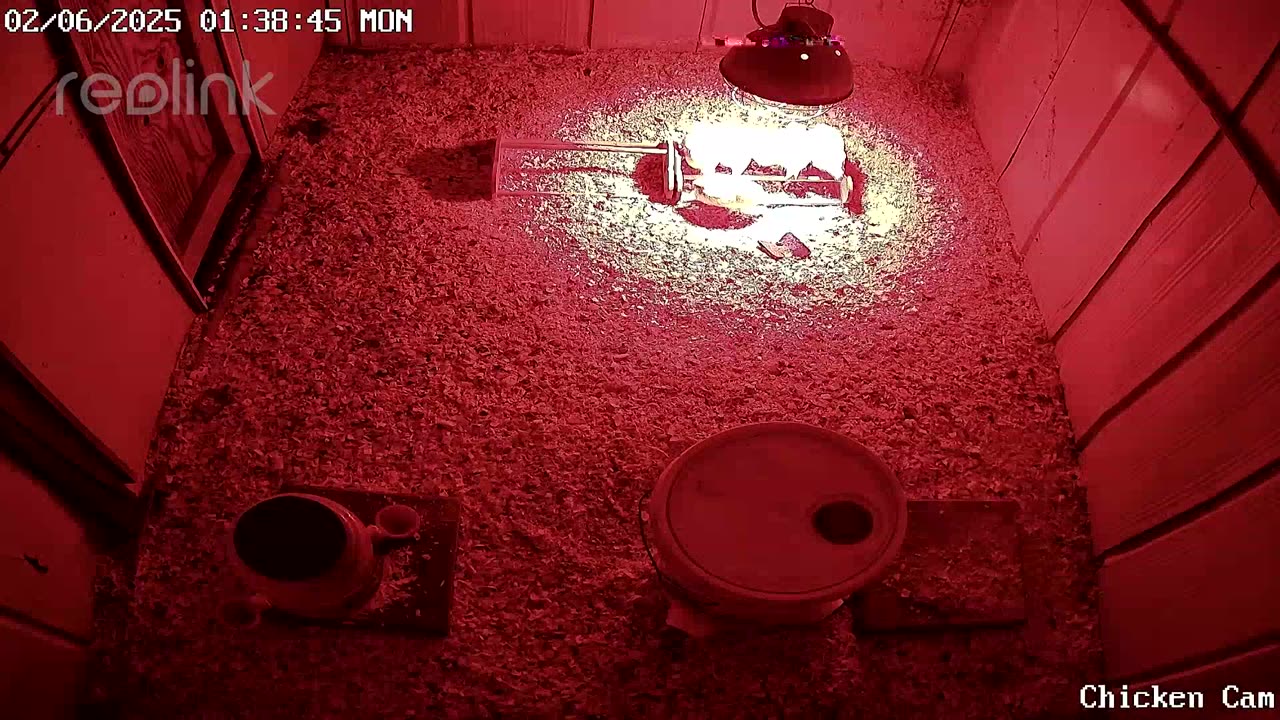 Millar Time Chicken Cam