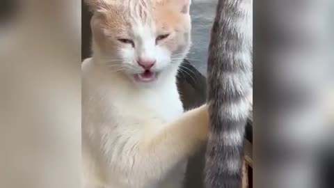 Funny videos .. try not to laugh 😂