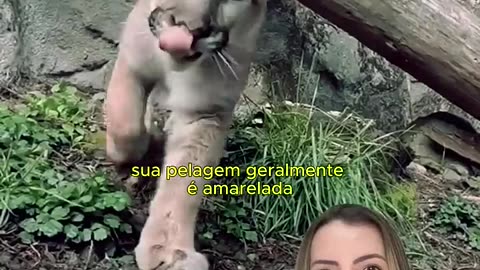 Pulma