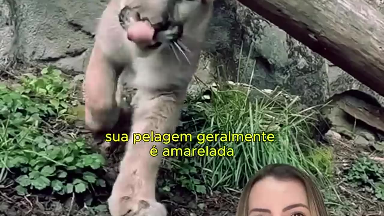 Pulma