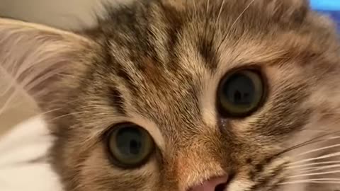 "Too Cute to Handle: The Life of the World’s Most Adorable Cat"