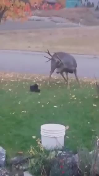 Cats v everybody. Some cats have no fear.