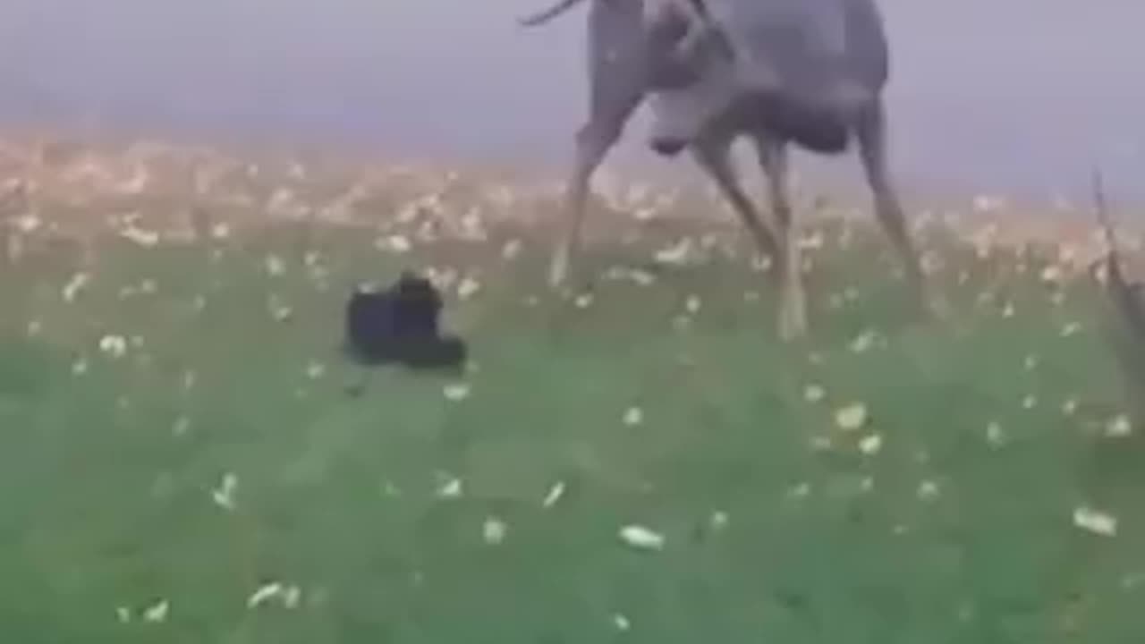 Cats v everybody. Some cats have no fear.