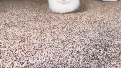 《When Cat Logic Meets Physics》