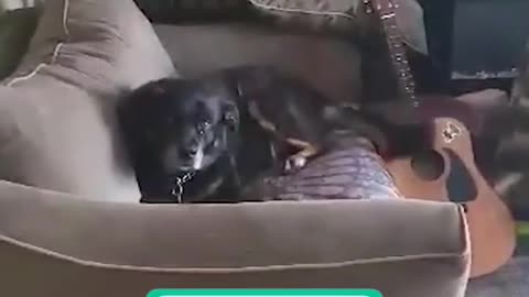 🎸😂 Guitar Dog Strikes Again! | FunFM