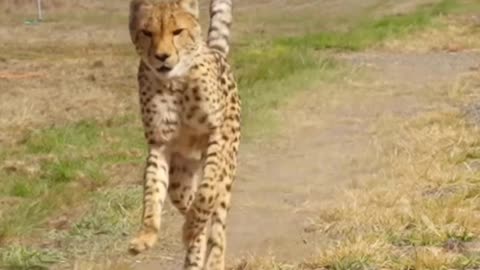 Cheetah vs. Golf Cart Race: Who WON? You won't BELIEVE this!