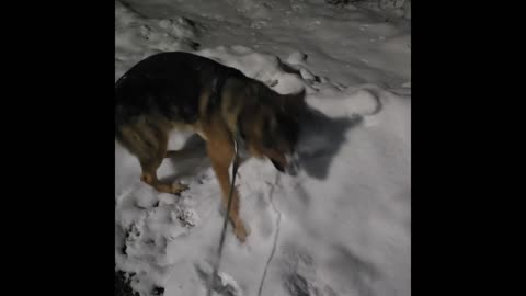 Virgil german shepherd.