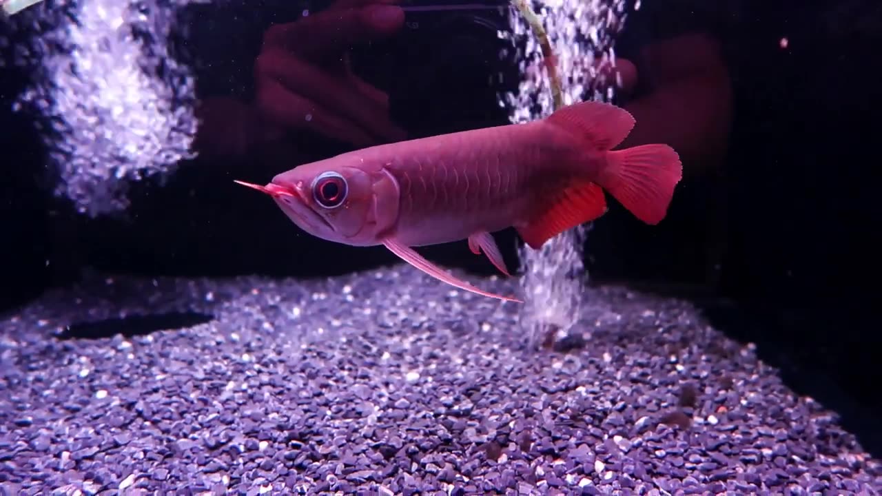 【龍爵士】翡翠炎龍 23公分