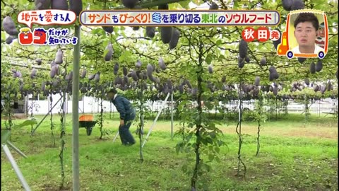 ロコだけが知っている 「全国個性派イルミネーション＆東北ソウルフードSP」