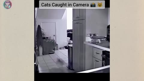 Funny Cats And Dogs 2025 😂 Funny Animals Video