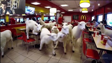 Over 5 Lambs Roam Around A McDonald's Restaurant Fake Funny Parody Video