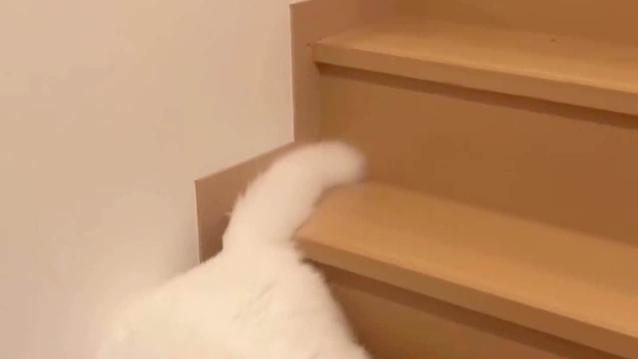 Funny Kitty 😂