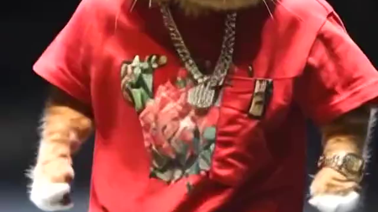 A Group of Cats Fashion Show ।। Comedy।।#shorts #shortfeeds #rumbleshorts #viral #trending