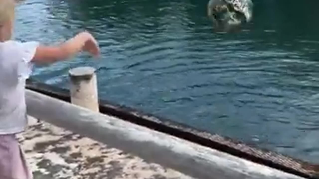 In his playful heart, the dolphin was looking for someone to have fun with.