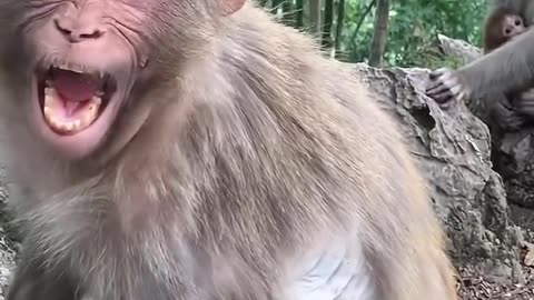 🙈🤭 Monkey Notices Loose Skin in Hilarious Moment! | FunFM