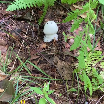 WHAT DO YOU THINK IT LOOKS LIKE?