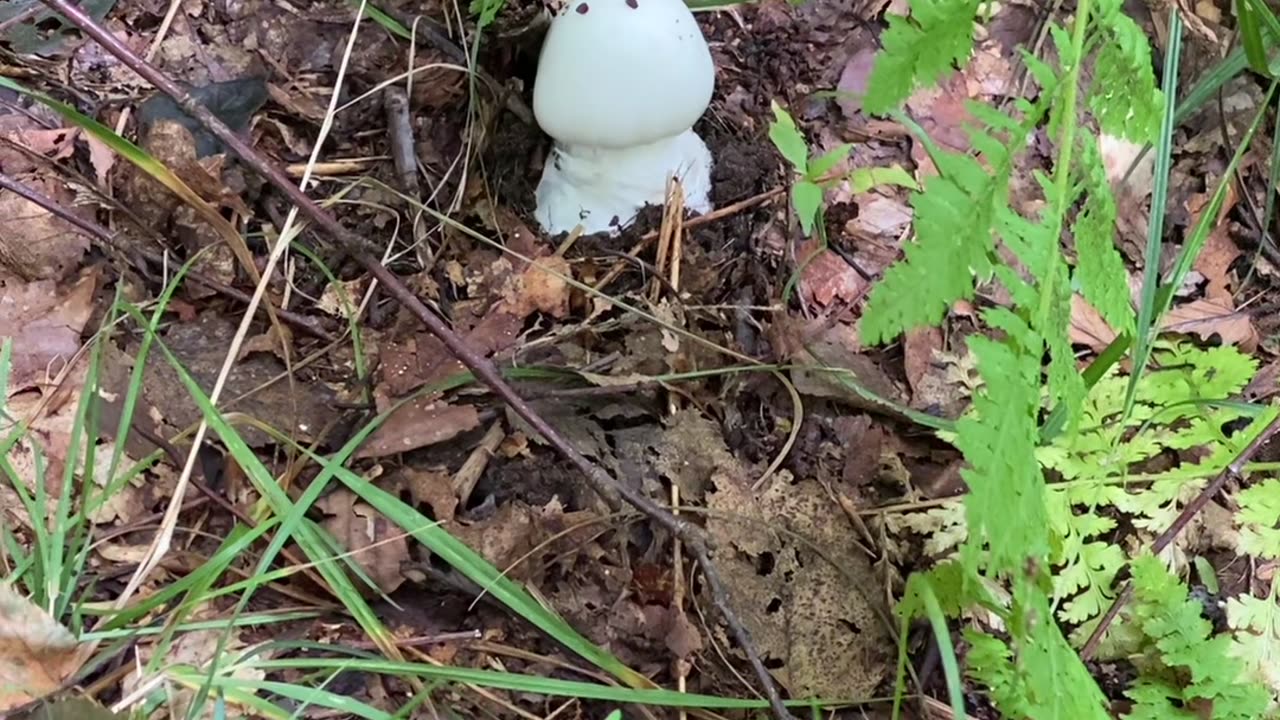 WHAT DO YOU THINK IT LOOKS LIKE?