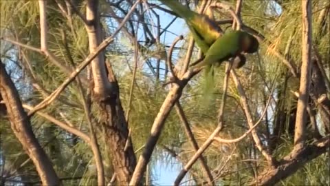 Fighting Lorikeets 19